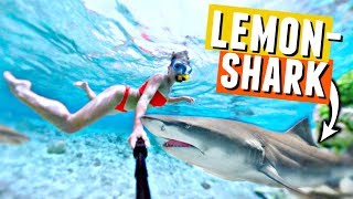 SWIMMING WITH SHARKS in Bora Bora🦈💦 Black fin and lemon sharks [upl. by Nollahp]