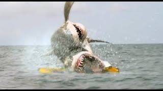 2 Headed shark attack  Coles death [upl. by Sucramd]