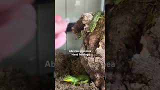 Abronia graminea hand feeding [upl. by Seaddon971]