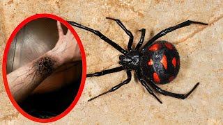 Top 10 MOST VENOMOUS SPIDERS In The World [upl. by Enneyehc]