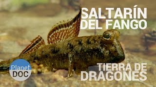 Saltarin del Fango Tierra de Dragones  Naturaleza  Planet Doc [upl. by Genia180]