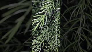 Asparagus Fern Plants 🪴🪴🪴 Voice of Nature [upl. by Nuhsyar377]