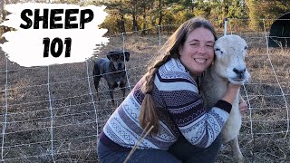 Beginners Guide to Raising Sheep  How to Raise Your Own Lamb [upl. by Aihsenod842]