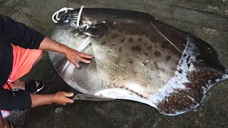 Amazing Giant Sunfish  Moonfish Cutting and Cooking [upl. by Alliehs]