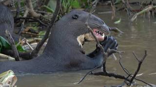 The Giant River Otter of South America [upl. by Niwre]