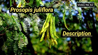 Prosopis juliflora  Common Name Habit  Description  Medicinal Importance in UrduHindi [upl. by Jefferson]