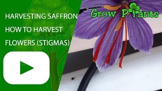 Harvesting Saffron  How to Harvest Saffron crocus flowers stigmas [upl. by Boff]