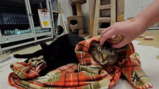 Shelter Cats Orchid amp Umeko Declare Temporary Truce to Enjoy Nice Blanket Together REAL [upl. by Gusella]