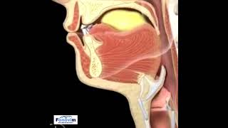 Deglutição Normal  FONOVIM Fonoaudiologia Neurológica [upl. by Lacombe]