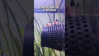 Panda Corydoras  Wave Maker  FUN 🐟 shorts [upl. by Llydnek]