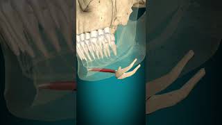 Geniohyoid muscle action hyoid bone elevation muscle bone anatomy [upl. by Irpak]