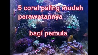 5 jenis coral bagi pemula mudah cantik relatif murah [upl. by Madlin557]