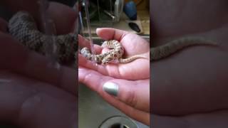 Cute hognose snake drinking from hands [upl. by Nadbus]