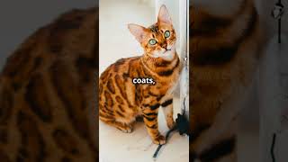 Meet the Toyger The Toy Tiger Cat [upl. by Aitnuahs]