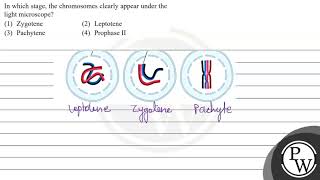 In which stage the chromosomes clearly appear under the light microscope 1 Zygotene 2 Lept [upl. by Atalaya]