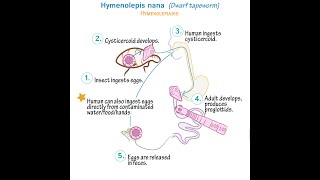 Hymenolepis Nana Dwarf Tapeworm  Life cycle Transmission Disease Symptoms Diagnosis Treatment [upl. by Ethelind192]