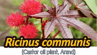 Castor oil plant  Ricinus communis [upl. by Anek]