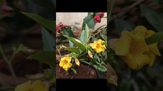 Repotting Bush Allamanda 💞💞💞 shorts shortsfeed [upl. by Htabazile]