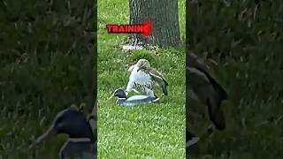 Peregrine Falcon hunting ducks trending wildlife peregrinefalcon falcon animals duck shorts [upl. by Tomi]