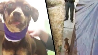 Chihuahua Recovers After Being Shot by Police Officer [upl. by Teryn344]