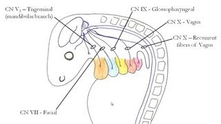 Medical Embryology  Development of the Pharyngeal Arches [upl. by Auqinu]