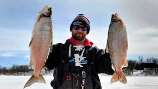 These were 4 POUND Tullibees Weighed on a Scale [upl. by Vinita]