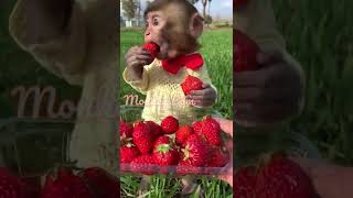 Monkey monkey eating strawberry is so cuteShorts [upl. by Srednas558]