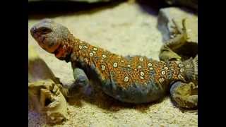 Ocellated Uromastyx Male [upl. by Sakmar94]