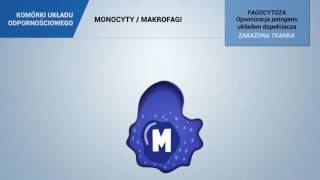 MONOCYTY  MAKROFAGI [upl. by Giah]