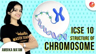 Simple Explanation of Structure of Chromosome  ICSE Class 10 Biology  Cell Cycle and Cell Division [upl. by Acirtal743]