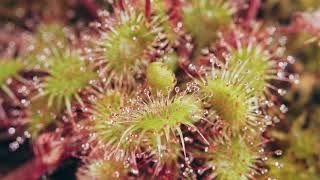 Sundews A Sticky Situation  feat Drosera Rotundifolia [upl. by Melvyn]