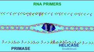 DNA REPLICATION RNA PRIMERS [upl. by Ennovihc]