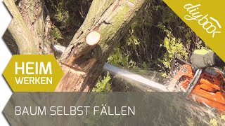 Baum fällen  Das Fällen einer Weide [upl. by Mari]