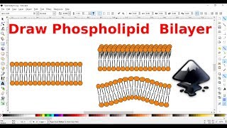 Inkscape for scientists  17  Drawing a phospholipid bilayer [upl. by Aleunam131]