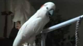 10 AMAZING Talking Parrot Cockatoo Bird [upl. by Animehliw]