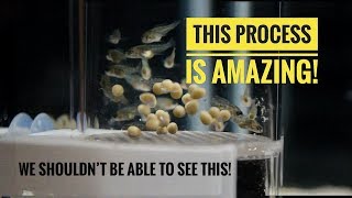 A BEAUTIFUL PROCESS  From Cichlid EGGS to Cichlid FISH in 24 days [upl. by Solracesoj49]