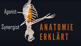 Agonist Antagonist und Synergist der Muskulatur anschaulich erklärt [upl. by Idissac710]