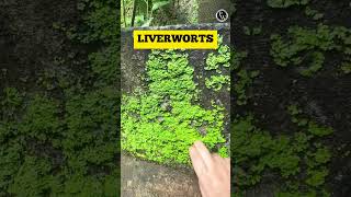 Lets Learn About the Bryophytes Around Us 🔥🔥 Shorts PWKannada [upl. by Essile]