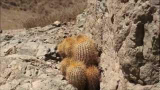 Copiapoa Eremophila I Apice Doradowmv [upl. by Eliath336]