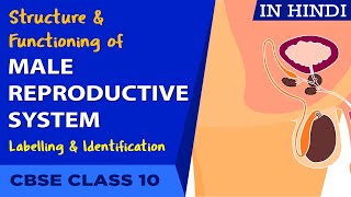 Structure and functioning of Human male repro system  cbse 10th biology NCERT class 10 [upl. by Arihaj]