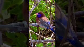 Violet Eared Waxbill  Common Grenadier male  Aviary Birds birds bird birdsounds [upl. by Anselm]