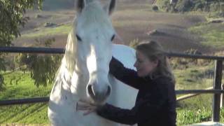 Equine CranioSacral therapy  Ode to Simplicity [upl. by Lashoh]