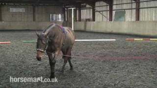 How to Lunge a Horse with a Chambon [upl. by Myles]