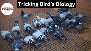 Breeding Racing Pigeons [upl. by Gennaro]