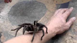 Tarantula Spider Crawls Up My Arm [upl. by Kciregor]