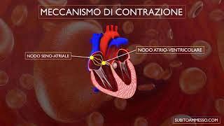 Sistema di conduzione del cuore [upl. by Nussbaum]