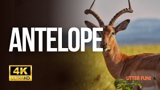 Majestic 4K Antelope in the Wild 🦌  Soothing Nature Sounds amp Relaxing Music [upl. by Lose]