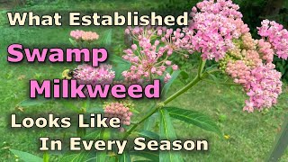 What Asclepias incarnata Swamp Milkweed Looks Like In Every Season [upl. by Roeser]