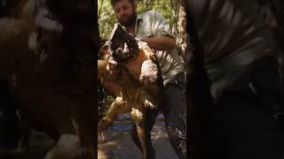 Huge Alligator Snapping Turtle [upl. by Teragramyram]