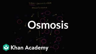 Osmosis  Membranes and transport  Biology  Khan Academy [upl. by Eema]